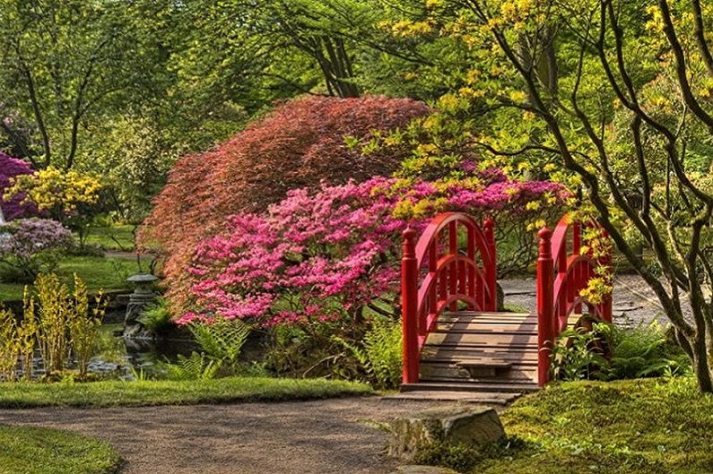 Japanese Spirea - photo