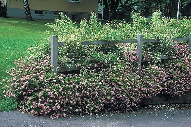 Japanese Spirea - photo