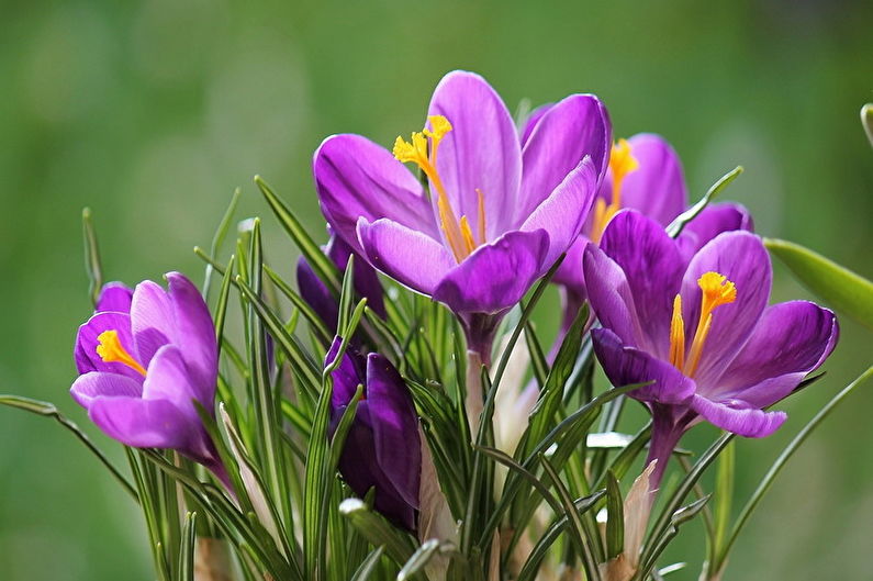 Crocuses (saffron): 90 photos, types and care