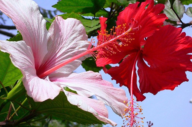 Hibiscus (80 photos): types and care