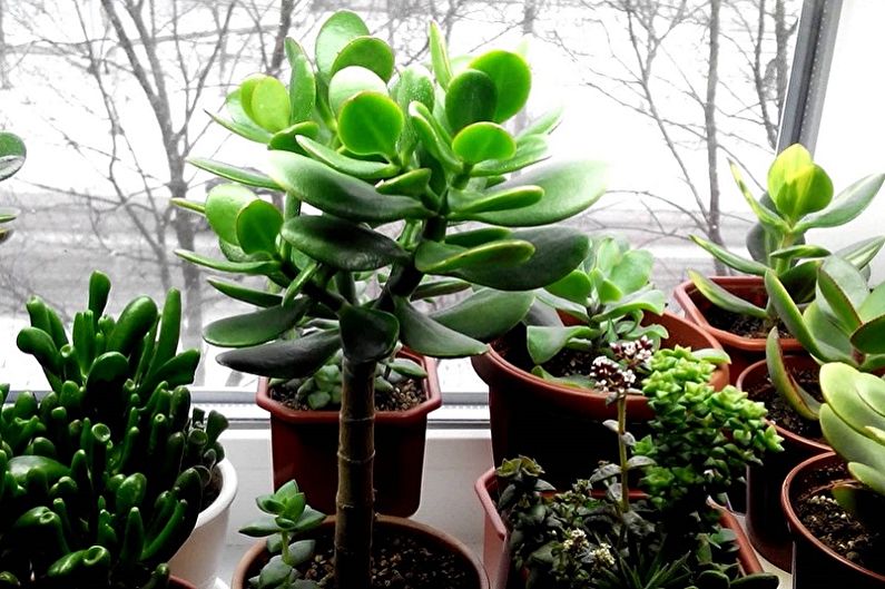 Money tree (Crassula): 90 photos