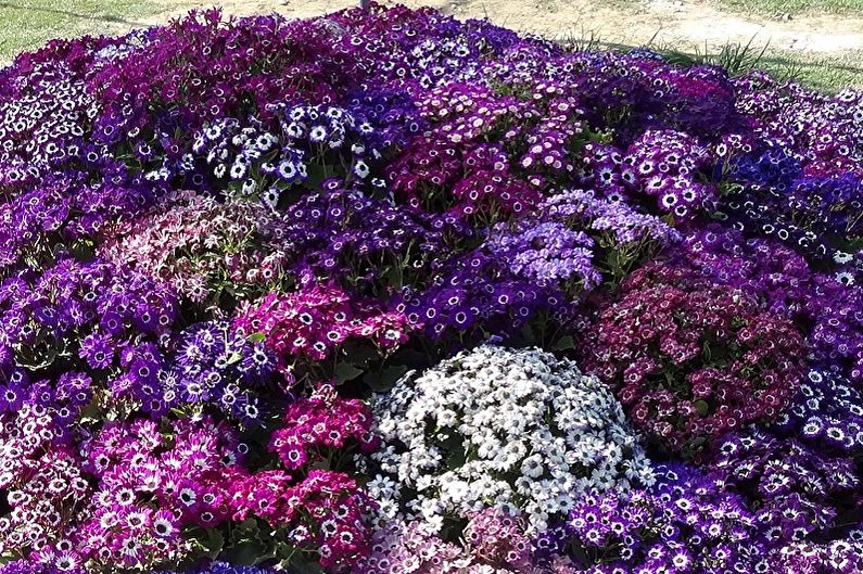 Cineraria (65 photos): types and care