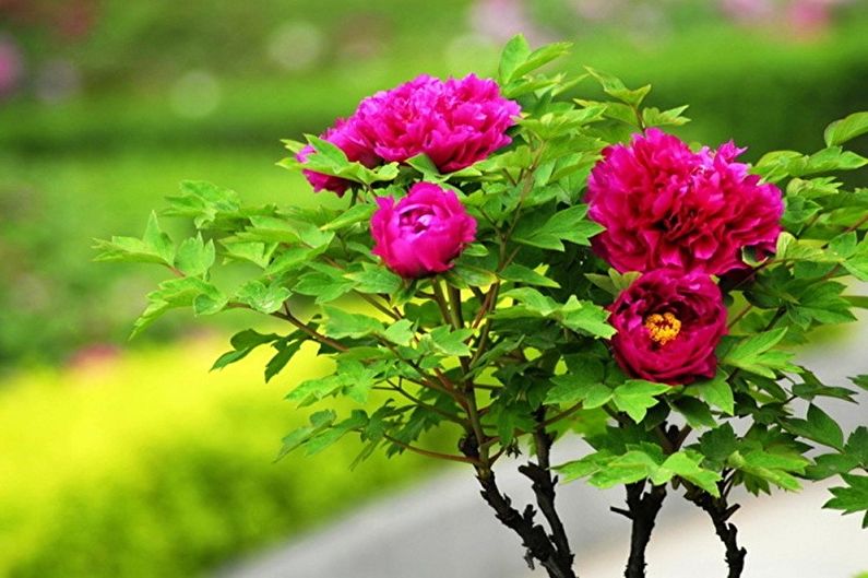 Tree peonies (60 photos): types and care