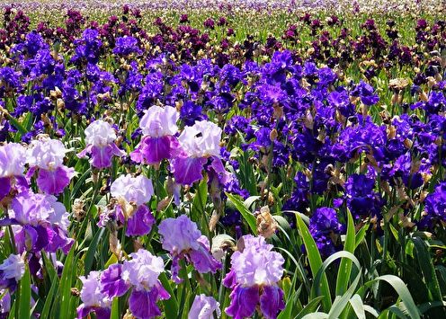 Irises (90 photos): types, cultivation and care