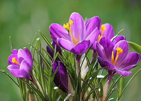 Crocuses (saffron): 90 photos, types and care