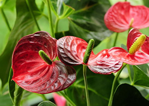 Anthurium (80 photos): cultivation and care