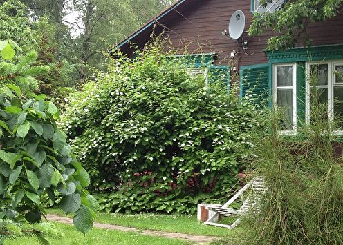 Actinidia (85 photos): types and care
