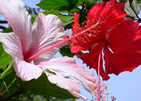 Hibiscus (80 photos): types and care