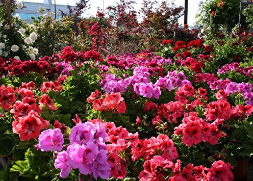 Pelargonium (geranium): 70 photos