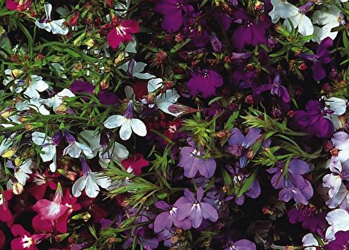 Lobelia (75 photos): types and care