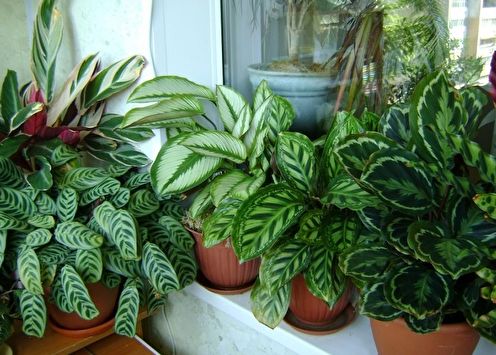 Maranta (70 photos): types and care