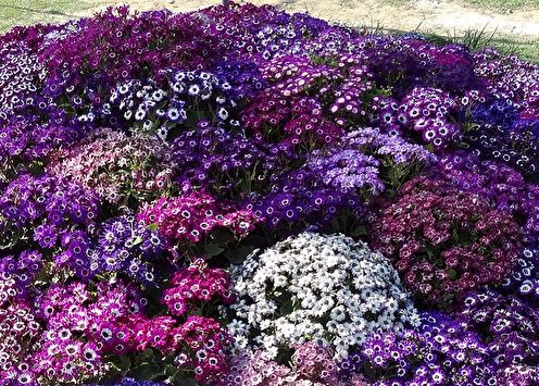 Cineraria (65 photos): types and care
