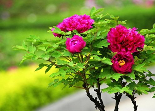 Tree peonies (60 photos): types and care