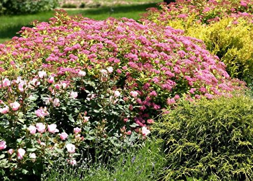 Japanese Spirea (90 photos): types and care