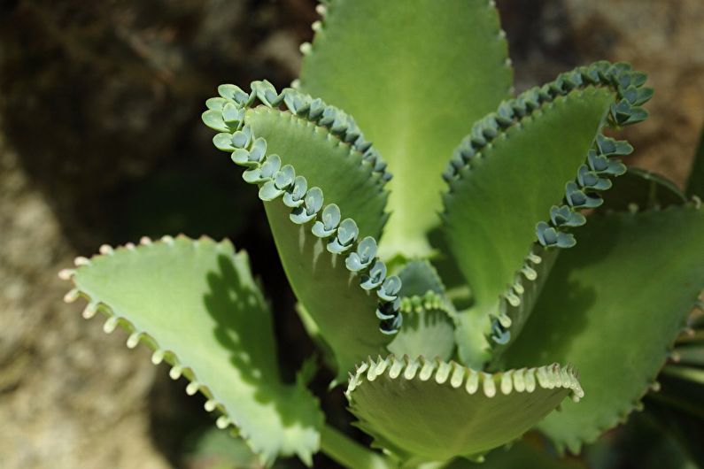 Features of Kalanchoe