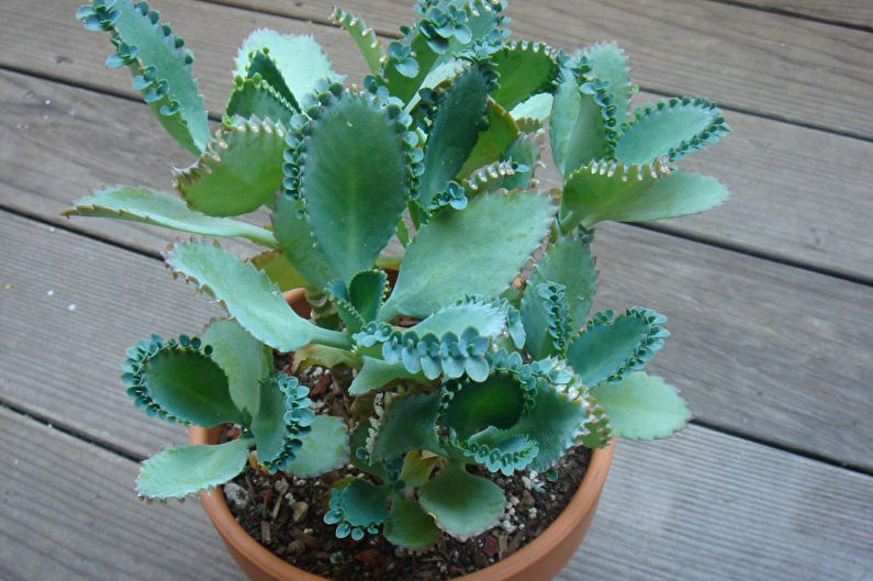 Briefillum Degremona