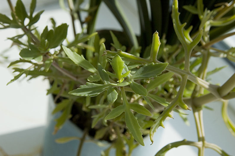Kalanchoe dissected (lobed)