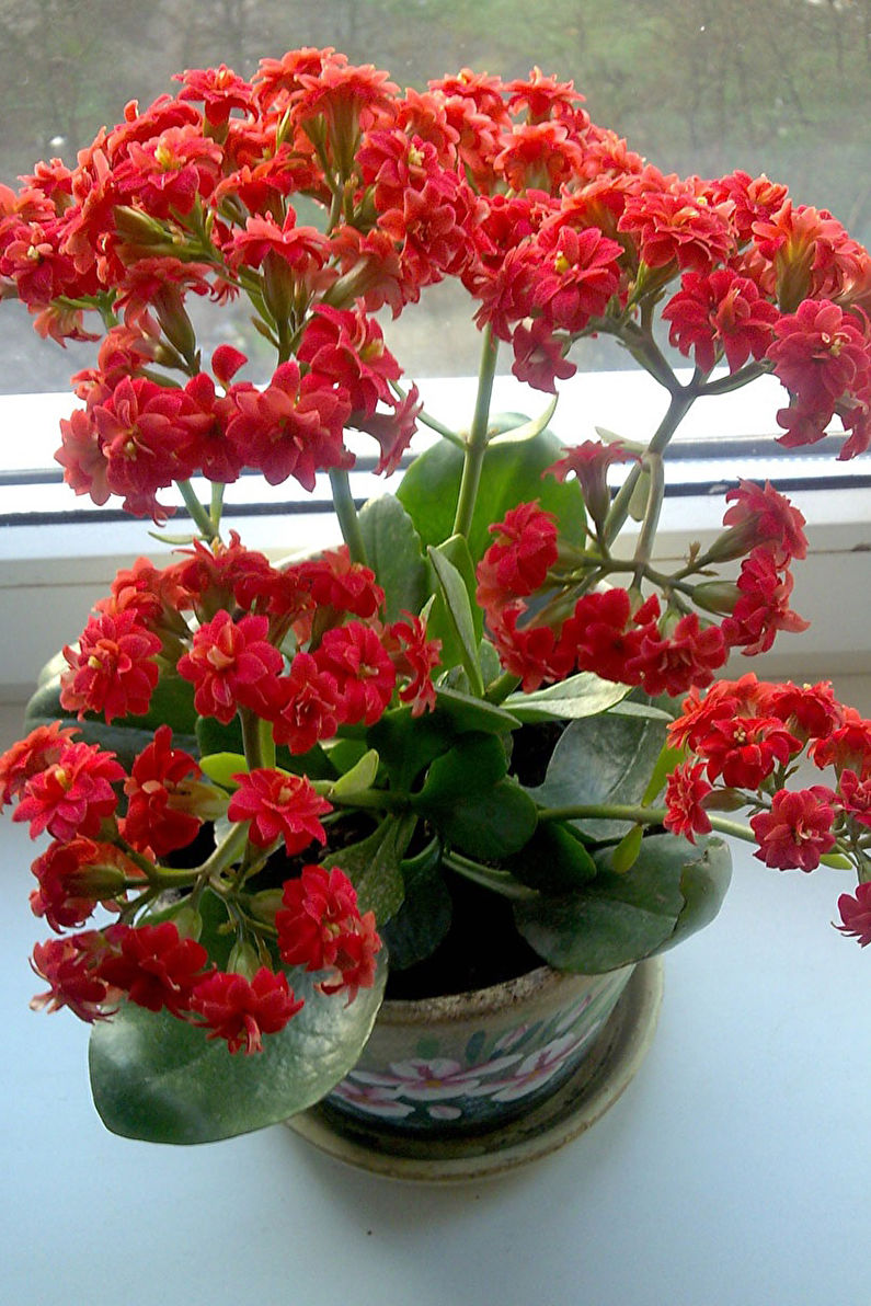 Kalanchoe fiery