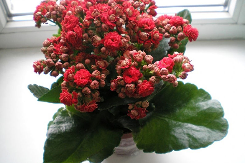 Paniculate-flowered Kalanchoe