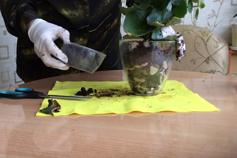 How to plant Kalanchoe