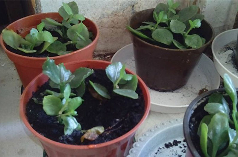 How to plant Kalanchoe