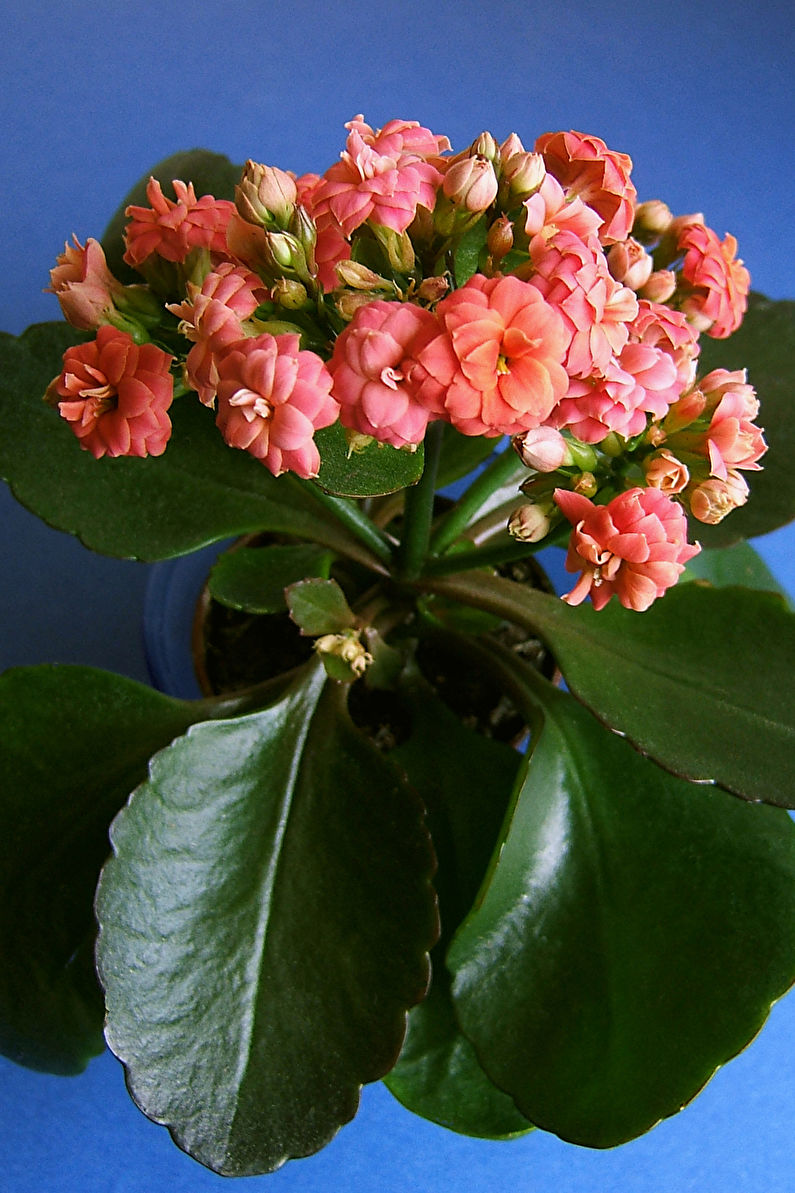 How to plant Kalanchoe