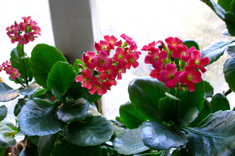 Kalanchoe Care at Home - Lighting