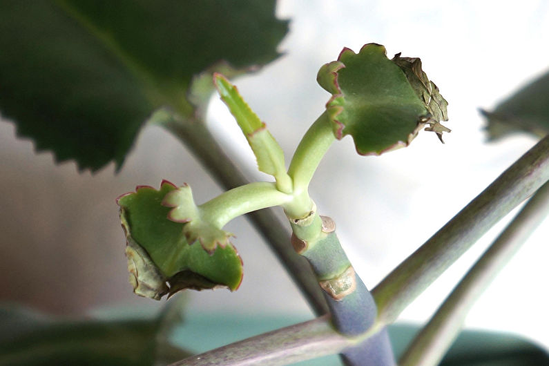 Kalanchoe Care at Home - Lighting