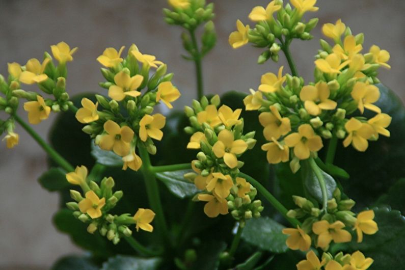 Kalanchoe Care at Home - Temperature