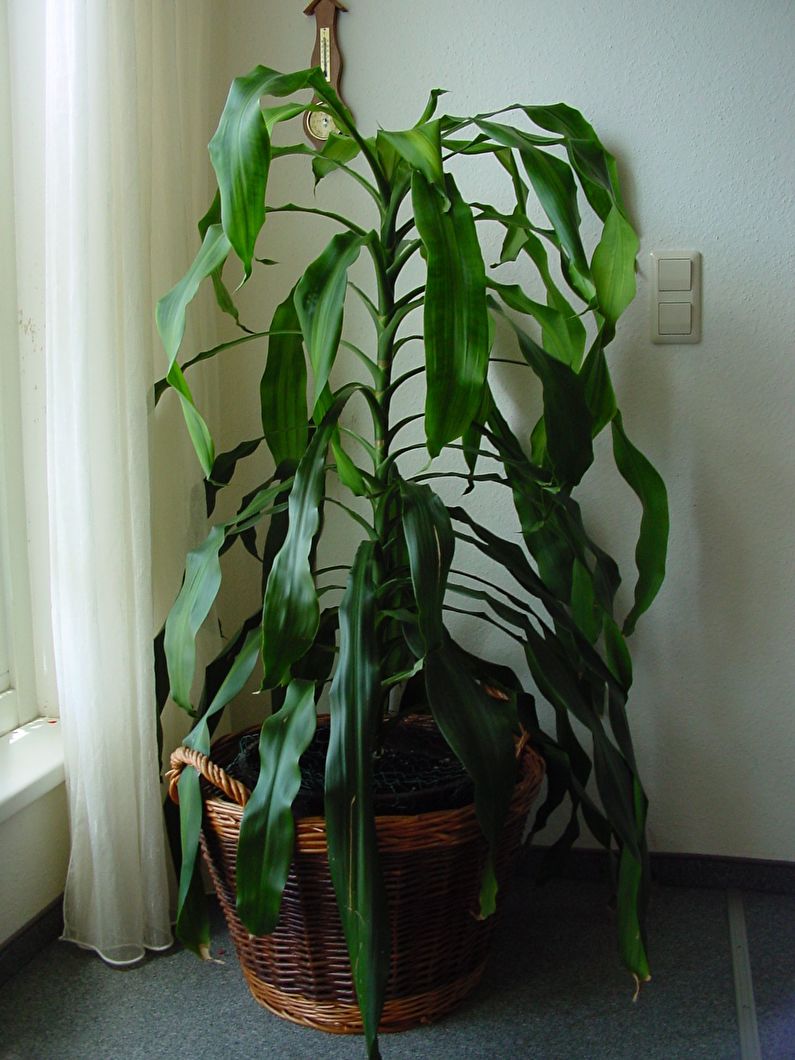Fragrant Dracaena