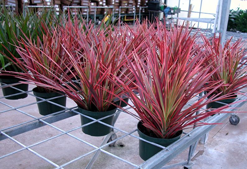 Dracaena Care - Lighting