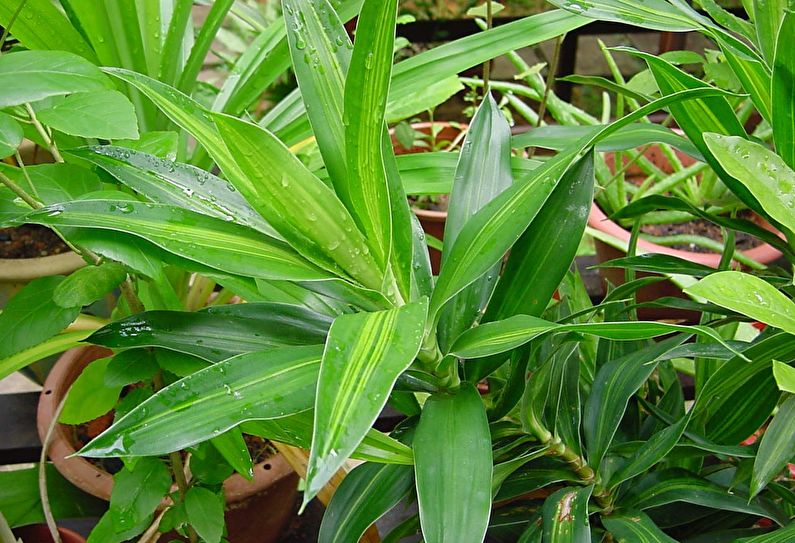 Dracaena Care - Watering