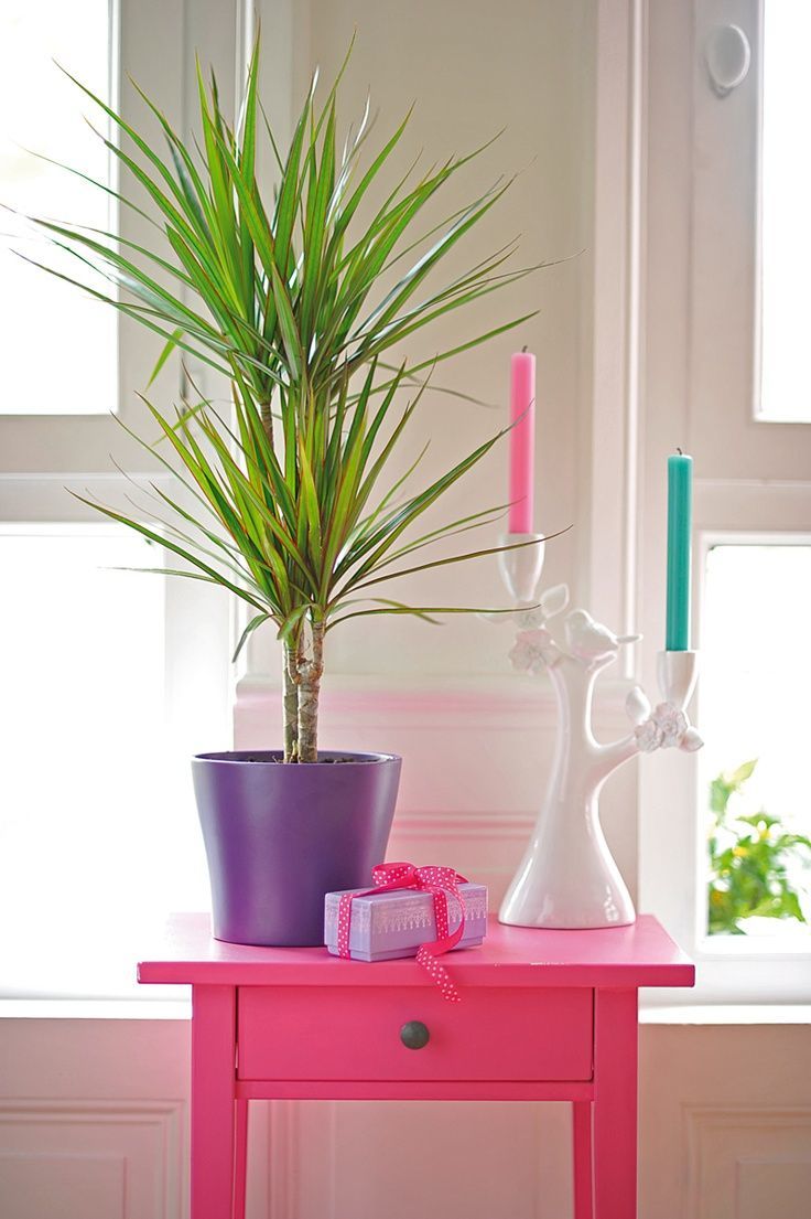 Dracaena Care - Fertilizers