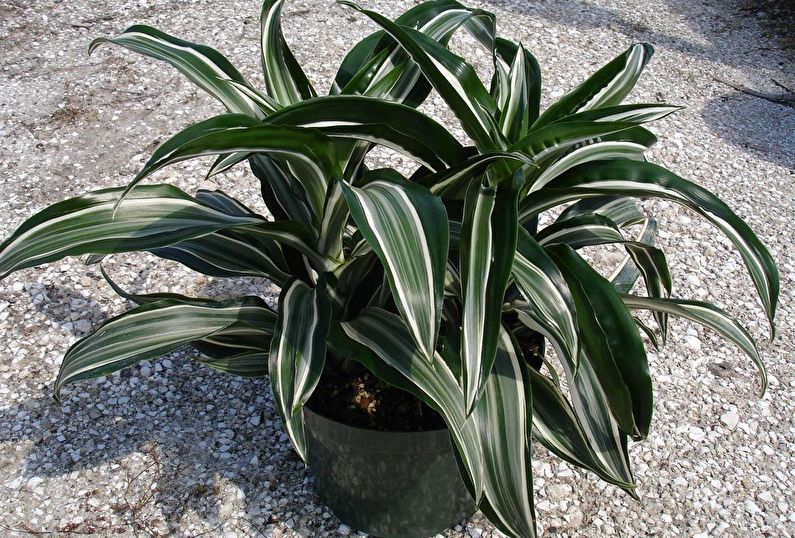 How to transplant dracaena
