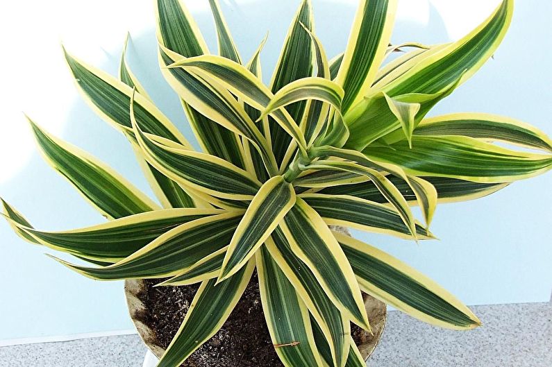 How to transplant dracaena