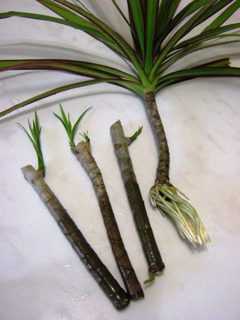 Dracaena propagation