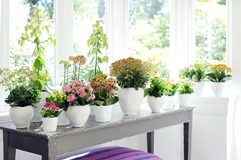 Kalanchoe (50 photos): home care