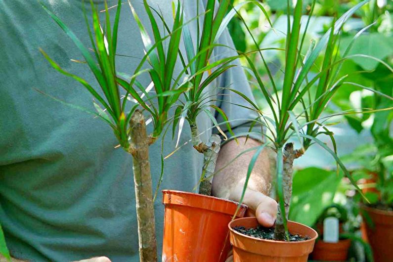 Dracaena (30 photos): home care