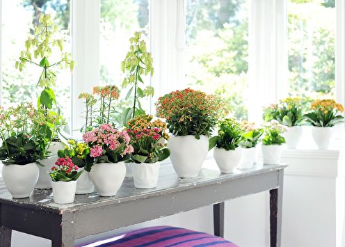 Kalanchoe (50 photos): home care