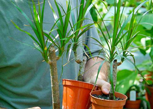 Dracaena (30 photos): home care
