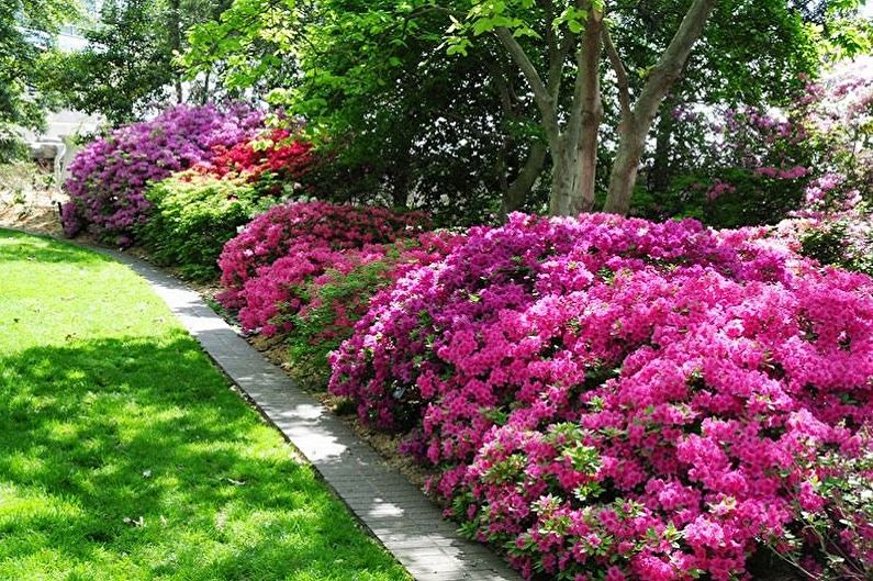 Rhododendron (Azalea) - General Description