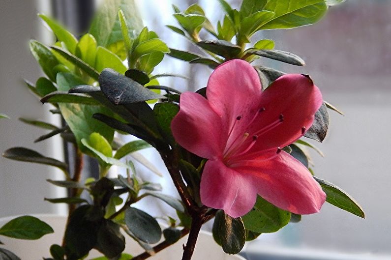 Rhododendron (Azalea) - General Description