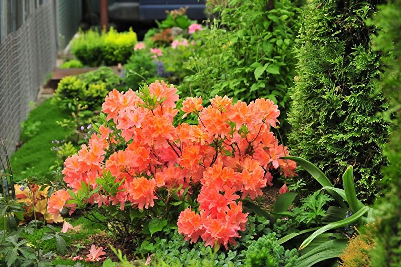 Rhododendron Care - Lighting