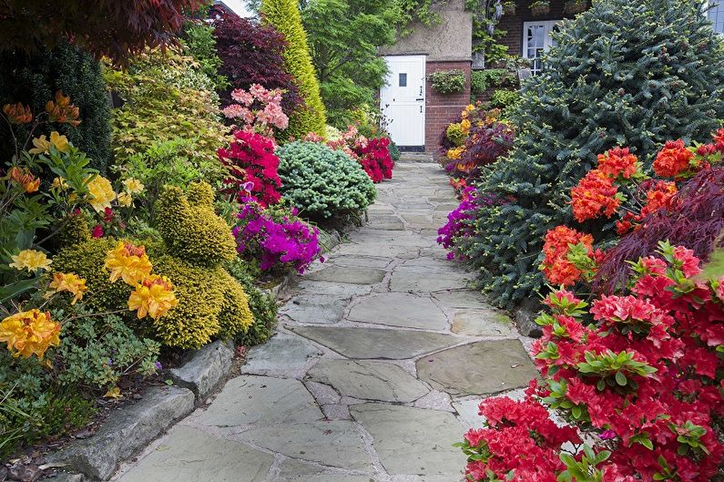 Rhododendron Care - Watering