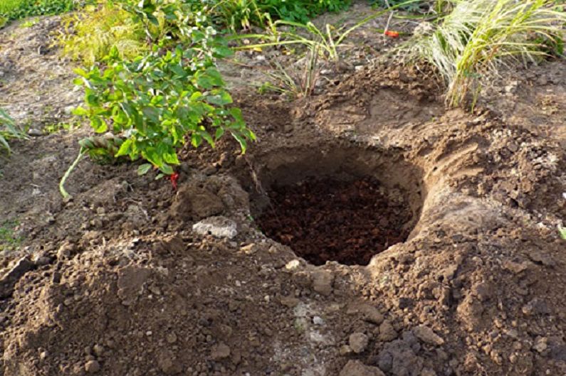 Rhododendron (Azalea) - Planting