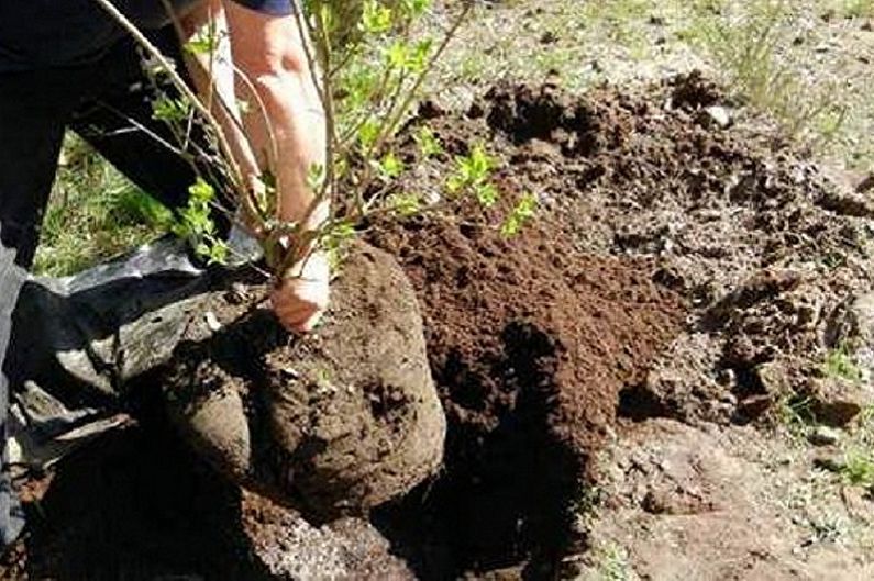Rhododendron (Azalea) - Planting