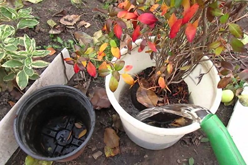 Rhododendron (Azalea) - Planting
