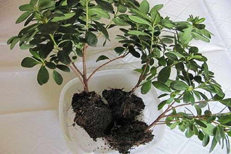 Rhododendron (Azalea) - Reproduction