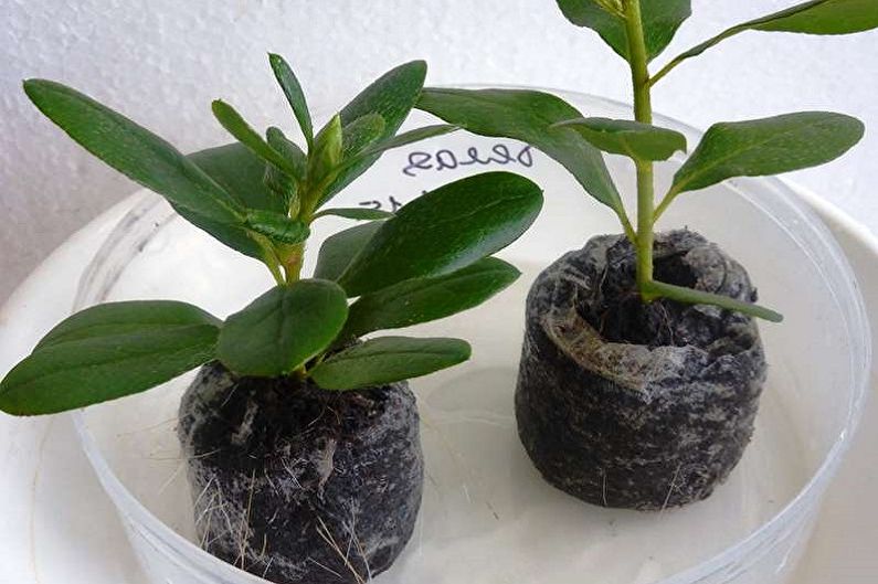 Rhododendron (Azalea) - Reproduction