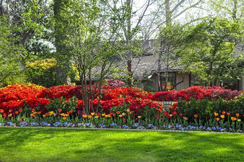 Rhododendron (azalea) - photo